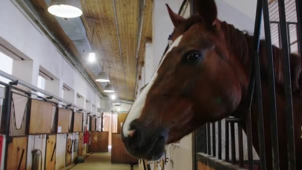 Ecuestre - caballo marrón se para en el establo y gira el hocico a la cámara — Vídeos de Stock