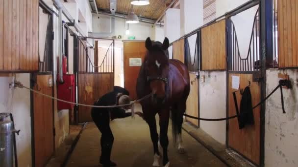 Equestre - giovane donna che spazzola un cavallo bruno nella stalla — Video Stock