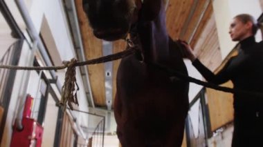 Binici- genç bir kadın kahverengi atı temizliyor ahırda bir fırçayla - at kameraya bakıyor