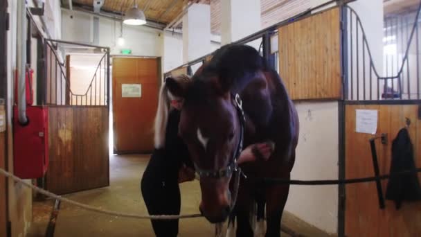 Jeździec - młoda kobieta czyszcząca brązowego konia pędzlem w boksie — Wideo stockowe