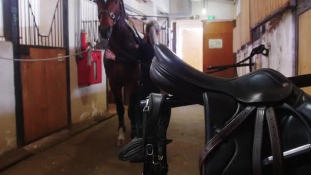 Equestrian sport - a woman takes care of a horse in a stall - a saddle in the foreground — Stock Video