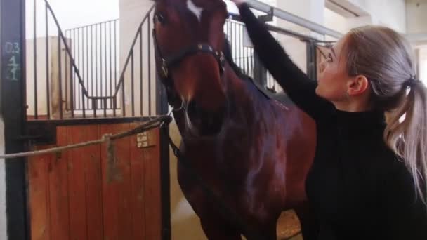 Lovas sport - egy nő megsimogat egy lovat az istállóban — Stock videók