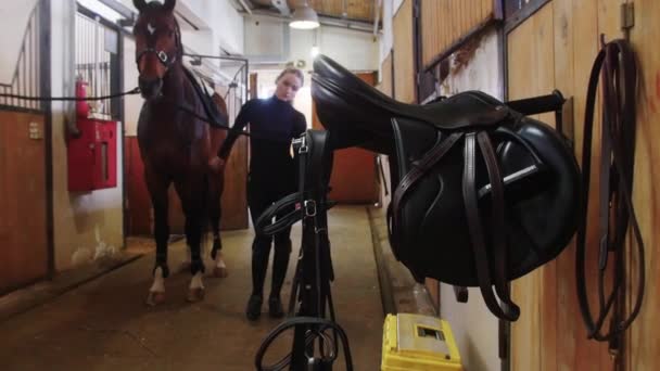 Esporte equestre - uma mulher em roupas pretas colocando uma sela de couro preto no cavalo — Vídeo de Stock