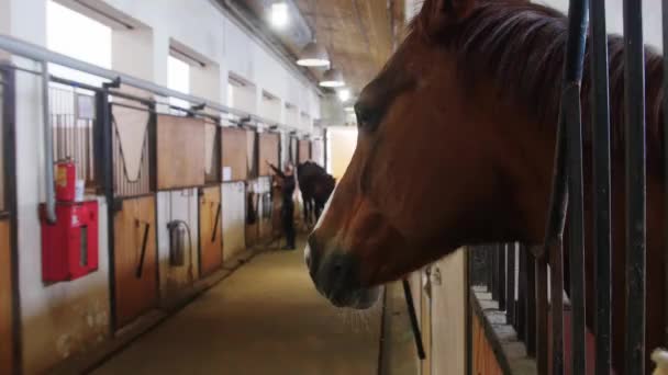 Deportes ecuestres - caballos de pie en los puestos y una mujer cuidando de ellos — Vídeo de stock