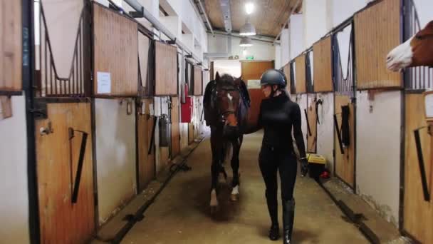 Pferdesport - eine Frau in schwarzer Kleidung holt das Pferd aus dem Stall — Stockvideo