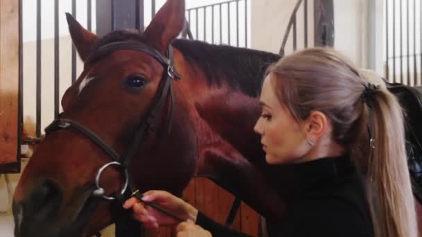 Ecuestre - una mujer que pone un arnés del hocico del caballo — Vídeo de stock