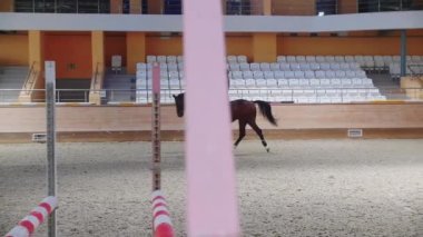 Equestrian - a woman in black clothes rides a brown horse on an empty arena