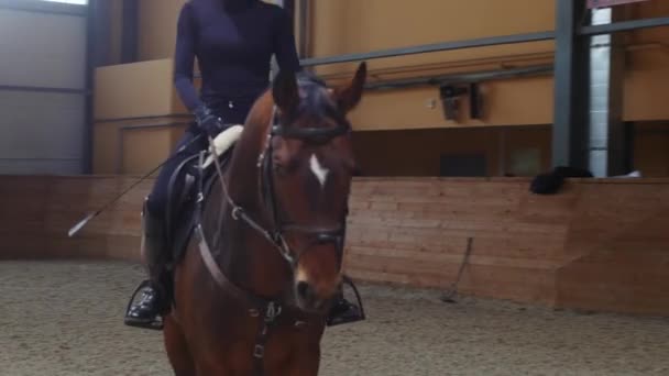 Equestrian - a woman slowly rides a brown horse on an empty arena — ストック動画
