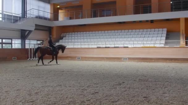 Equestrian sports - a woman in black clothes runs on a horse on an empty arena in circles — Video