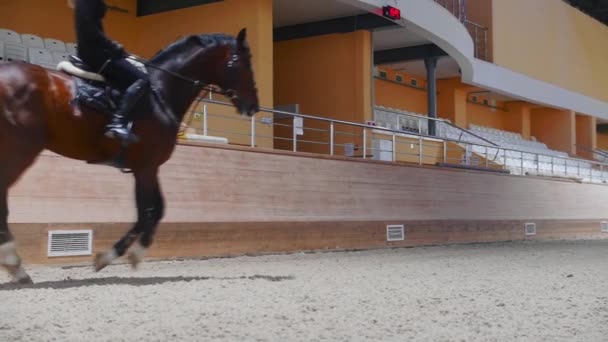 Equestrian sports - a woman in black clothes riding around the arena on the horseback — Video