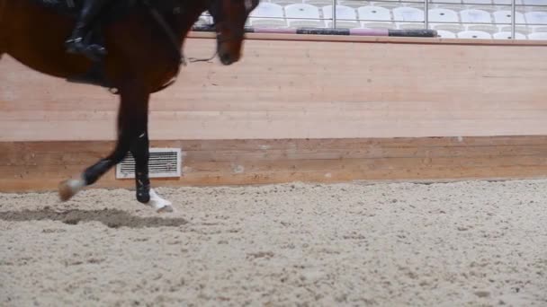 Equestrian sports - a horse running on the hippodrome field — Stok video