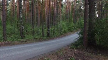 Ormanda motorsikletler. Ormandaki boş dar yolda siyah motosiklet süren iki kadın.
