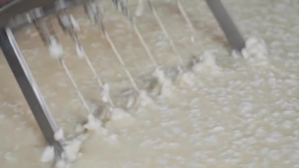 Výroba sýrů - míchání čerstvých kousků měkkého sýra v kádi s velkým řezným nástrojem — Stock video
