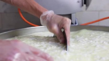 Eldivenli bir işçi fıçıda yumuşak peynirle üretim fabrikasında büyük bir demir tabağı karıştırıyor.