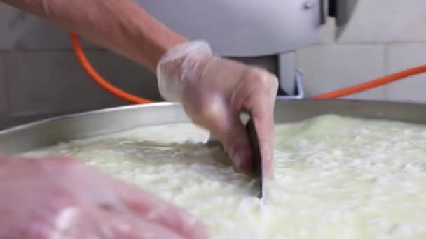 A worker in gloves mixing pieces of a soft cheese in the vat with a big iron plate at the production factory — Stock Video