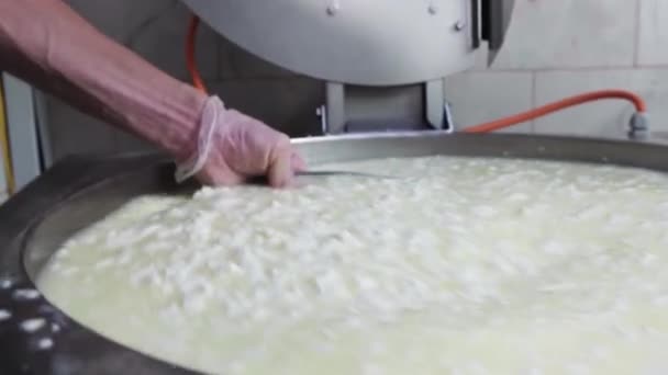 En arbetare som blandar små bitar av en mjuk ost i fatet med en stor järnplatta på produktionsanläggningen — Stockvideo