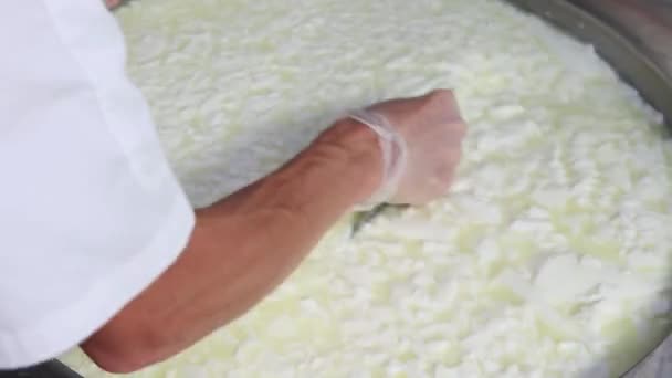 Peynir üretim fabrikasında çalışan bir adam fıçıdaki küçük yumuşak peynirleri karıştırıyor. — Stok video