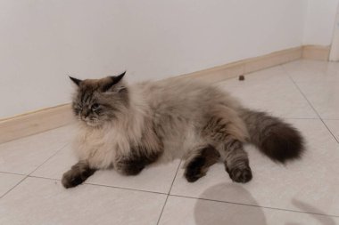 Kabarık tüylü kedi bembeyaz fayanslarla döşenmiş, rahat ve uykulu görünüyor.