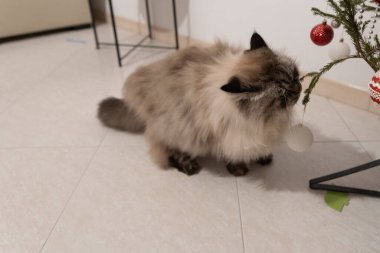 Tatil sezonunda Noel ağacında süs eşyası koklayan meraklı kedi.