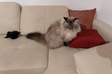 Yastıklı bej bir kanepede dinlenen tüylü evcil kedi.