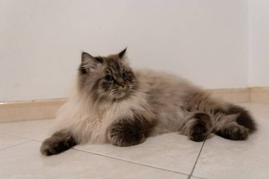 Uzun saçlı kedi evde dinleniyor, meraklı gözlerle yan tarafa bakıyor.