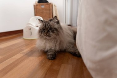 Evcil kedi evde dinleniyor, rahatlığın ve sessizliğin tadını çıkarıyor.