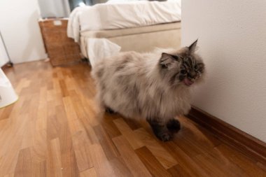 Uzun saçlı evcil kedi, tahta zeminde yürüyor, dudaklarını yalıyor.