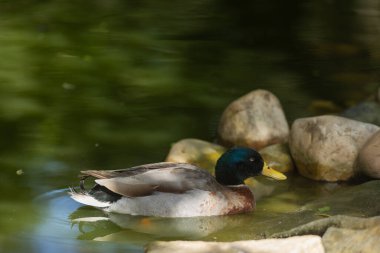 Mallard duck resting peacefully on green water next to natural stones