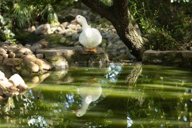 White duck standing on a rock, its reflection visible in the green pond water amidst natural foliage