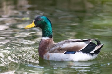 Mallard duck swimming in a tranquil pond, creating ripples on the water surface