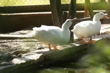 Two domestic geese standing beside still pond water on a sunny day