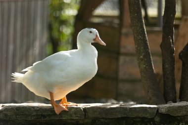 White domestic duck standing on a stone wall, its orange webbed feet visible