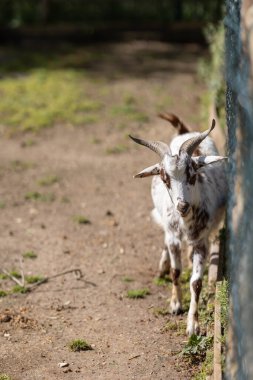 Young domestic goat with patterned fur and horns looking ahead in an outdoor setting