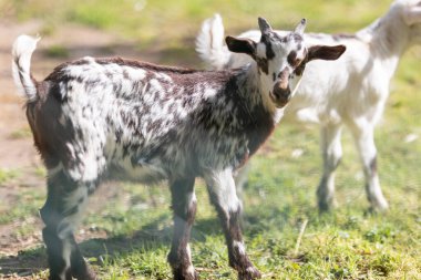Young spotted goat standing in green grassy field, another goat blurred in background