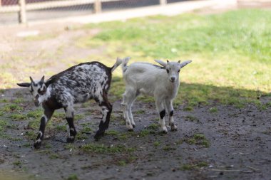 Two young goat kids standing on muddy ground with green grass, one looking at camera