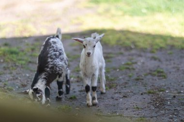 White goat kid standing, watching camera, while another kid grazes nearby