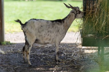 Spotted domestic goat feeding on hay from an outdoor metal feeder at a farm