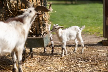 White goat kid eating straw from a metal feeder on a sunny farm day