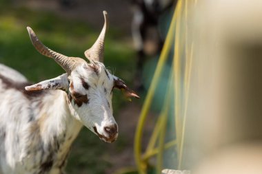White goat with brown spots standing outdoors, sunlight highlighting its horns