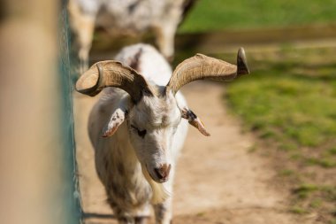 Domestic goat standing on a rural dirt path with green grass and fence in background