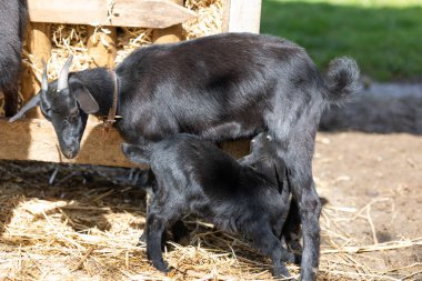 Black mother goat feeding her young kid milk by a wooden feeder with straw