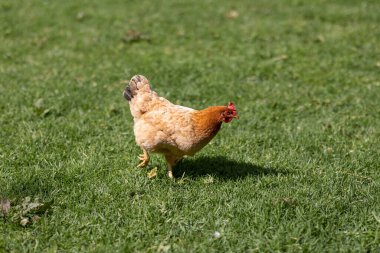 Free range chicken walking on vibrant green grass in direct sunlight