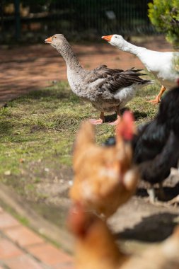 Grey goose and white goose foraging with blurred chickens on a sunny farm