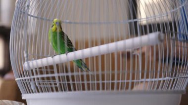 Small green budgie perching inside a white birdcage, looking around