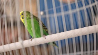 Small green domestic parakeet sitting inside a white cage with children watching in the background