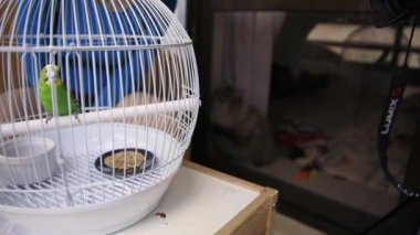 Domestic cat watching a green budgerigar sitting inside a birdcage on a table through a window