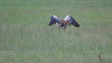 Yabanda çiftleşme mevsiminde yemyeşil bir çayırda çiftleşen Mısırlı kazlar.