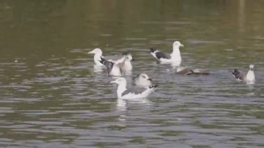 Yavru ve yetişkin martı sürüsü sakin sularda yüzüyor ve birlikte yüzüyor.