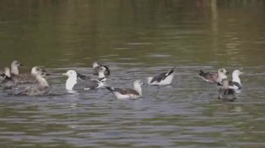 Büyük bir martı grubu yüzüyor, kanat çırpıyor ve gölün sakin sularında yüzüyor.