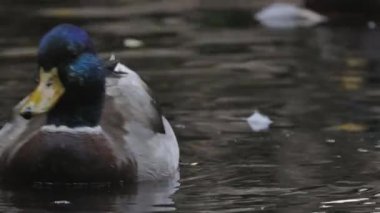 Erkek bir yaban ördeğinin suda yüzerken banyo yapmasını ve tüylerini temizlemesini yakından izleyin.